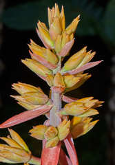 Aechmea aquilega