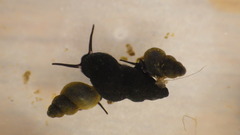 Fontigens nickliniana