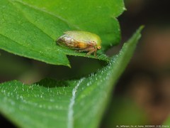 Ophiderma evelyna