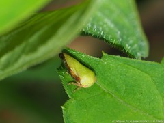 Ophiderma evelyna
