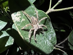 Heteropoda pingtungensis
