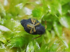 Sminthurinus atrapallidus