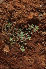 Lasiopogon