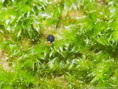 Sminthurinus minutus