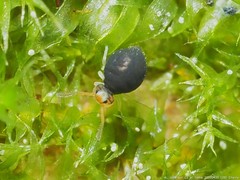 Sminthurinus minutus