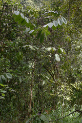 Mischocarpus grandissimus
