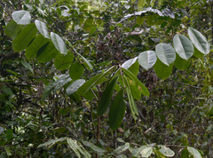 Mischocarpus grandissimus