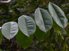 Mischocarpus grandissimus