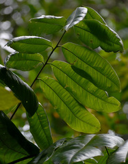 Mischocarpus grandissimus