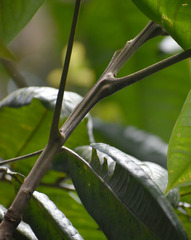 Mischocarpus grandissimus