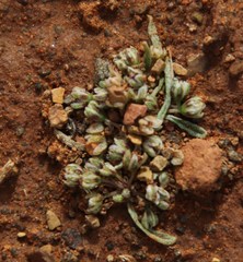 Gisekia pharnaceoides