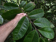 Mischocarpus grandissimus