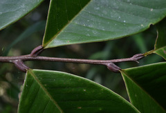 Mischocarpus grandissimus