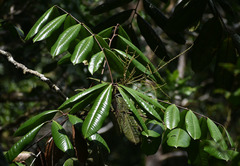 Mischocarpus grandissimus