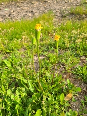 Pyrrhopappus grandiflorus