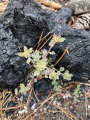 Collomia heterophylla