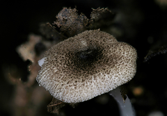 Pluteus hispidulus