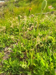 Pyrrhopappus grandiflorus