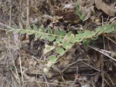 Astrolepis integerrima
