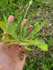 Pyrrhopappus grandiflorus