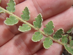 Astrolepis integerrima