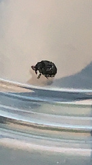 Eubulus
