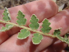 Astrolepis integerrima