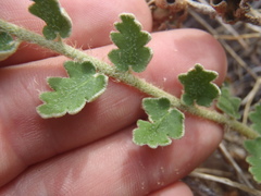 Astrolepis integerrima