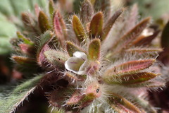 Phacelia phacelioides