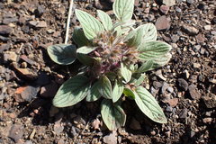 Phacelia phacelioides
