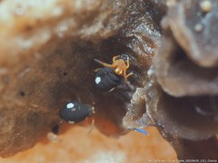 Sminthurinus quadrimaculatus