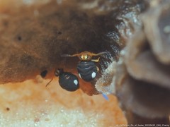 Sminthurinus quadrimaculatus