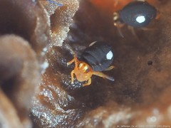 Sminthurinus quadrimaculatus