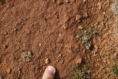 Lasiopogon
