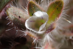 Phacelia phacelioides