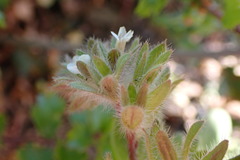 Phacelia phacelioides