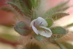 Phacelia phacelioides