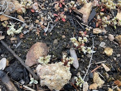 Chorizanthe diffusa