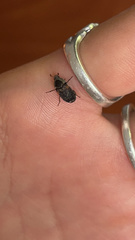 Dermestes carnivorus