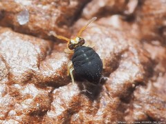 Sminthurinus minutus