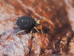 Sminthurinus minutus