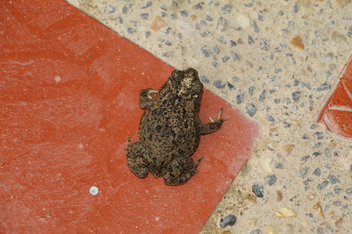 Beebe's Toad