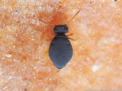 Sminthurinus atrapallidus