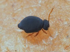 Sminthurinus atrapallidus