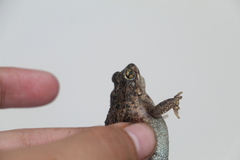 Rhinella beebei