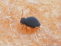 Sminthurinus atrapallidus