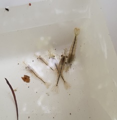 Paratya curvirostris