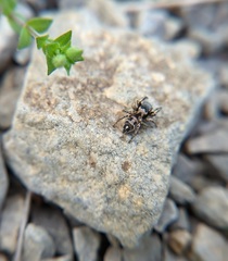 Habronattus coecatus