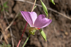 Clarkia bottae