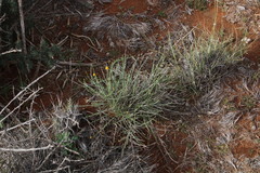 Pentzia globosa